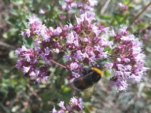 hummel-auf-gewoehnlichem-dost-foto-lynn-anders-bund-hessen