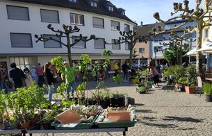 BUND Pflanzenflohmarkt 2026 Groß-Gerau (Foto: Gutta Dreyer)