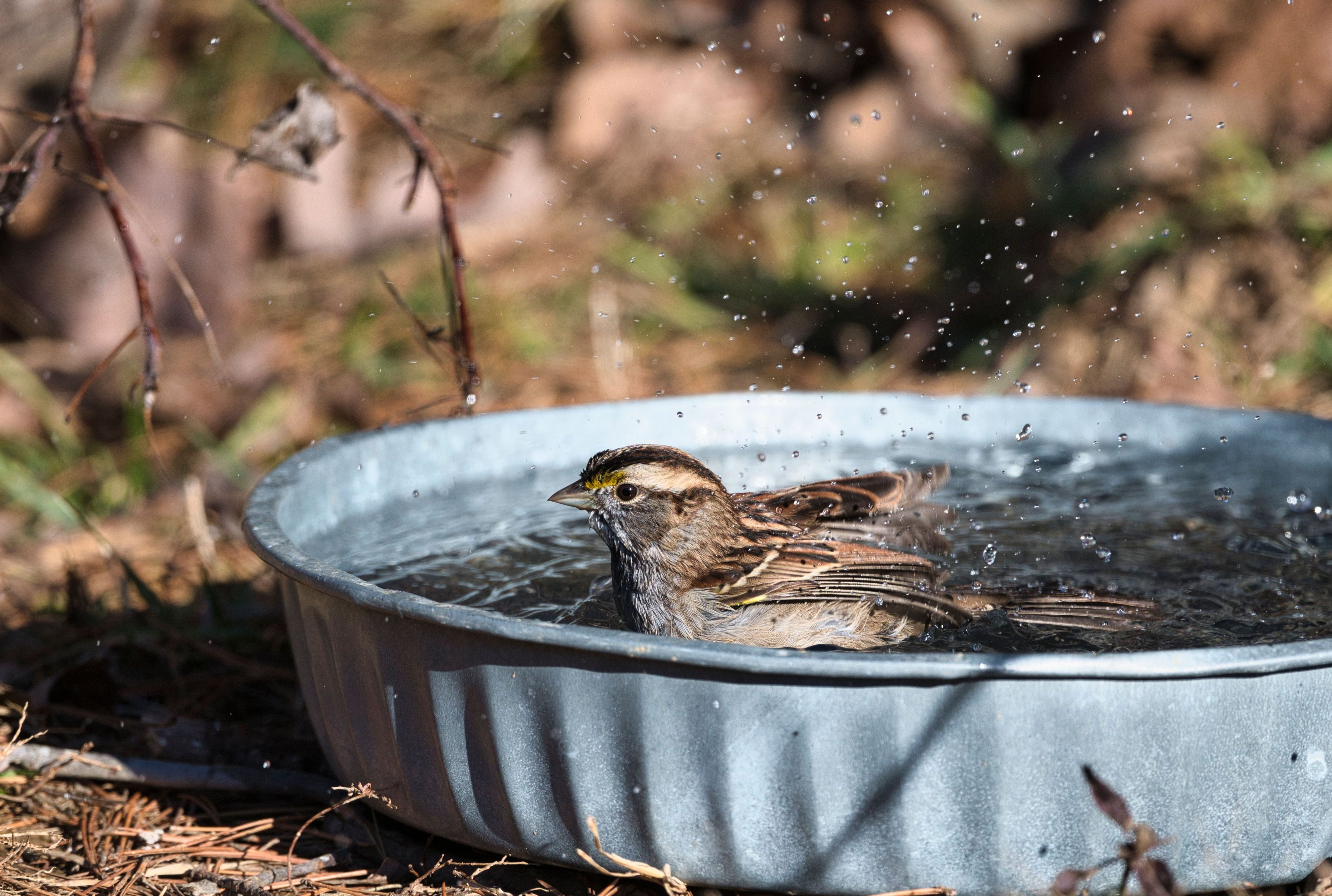 Spatz in Wasserschale (Foto: Pete Weiler auf pexels.com)